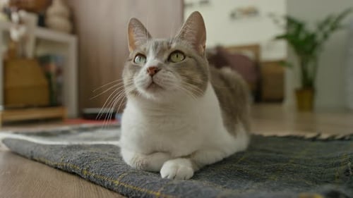 Calm Cat Resting On Gray Blanket