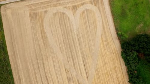 Heart Shaped Golden Crops On The Field - Crop Circle. - aerial shot