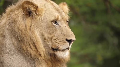 Close up of an old lion male gazing over the savannah, shallow focus.