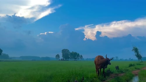 Cow Grazing in Green Field with Blue Sky
