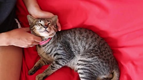 Adorable cat enjoying a relaxing and happy pampering session with the owner
