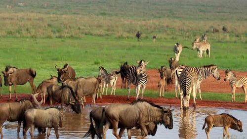 Zebras and Wildebeest Drinking at Watering Hole