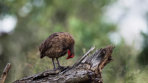 Swainson's Spurfowl in Kruger National park, South Africa