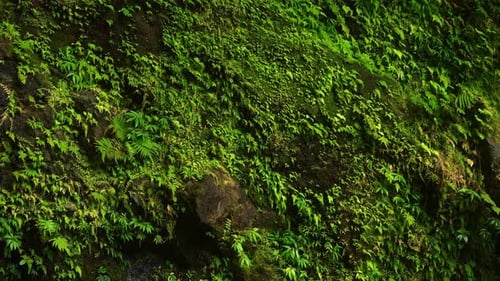 A pan shot of vibrant moss and ferns covering a rocky cliff face in a lush, humid forest,