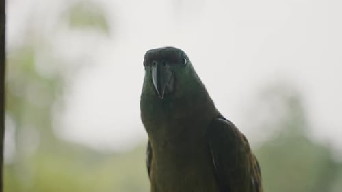 Bedrohte Arten von Amazonaspapageien, Festlicher Amazonas (Amazona Festiva). Nahaufnahme