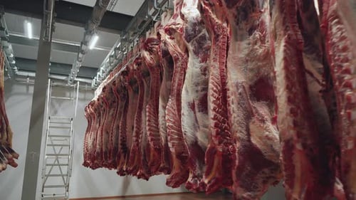 Animal Carcasses Hang in the Refrigerator of a Meat Factory
