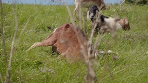 Goats are Resting and Frolicking in the Grass in the Meadow