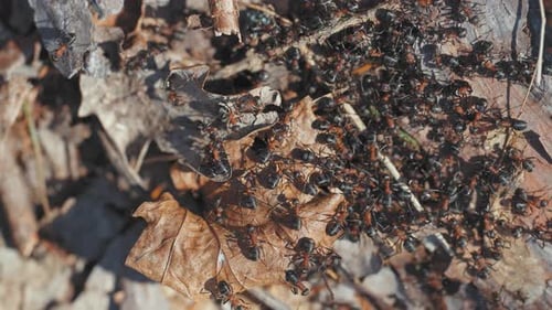 A group of ants fumbles over the dry leaves on the forest floor. A close-up top-down shot.