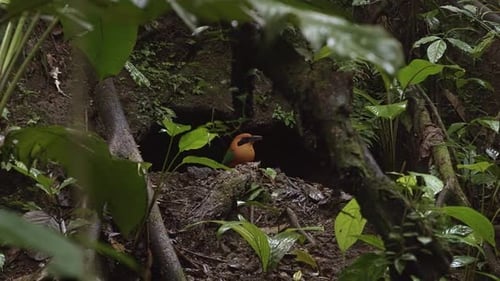 Close-up of a female broad-billed motmot perched in a natural cave in Mistico Park near La Fortuna,