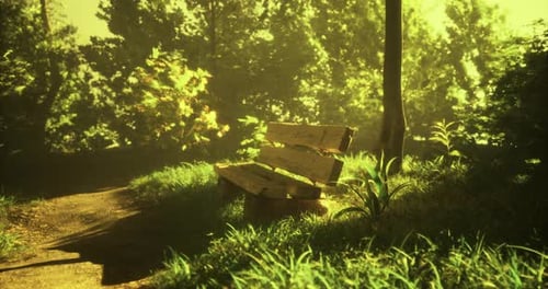 Serene Wooden Bench Under Soft Sunlight in a Lush Green Park Setting