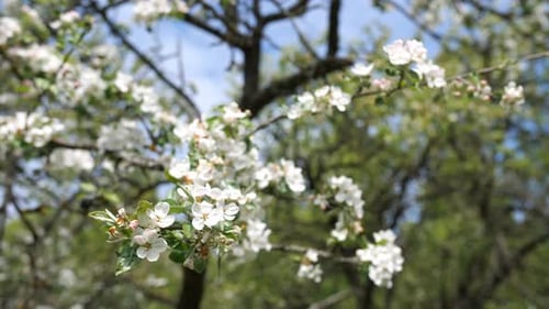 Closeup Blooming Branch of a Wild Apple Tree White Flowers on Tree in Spring