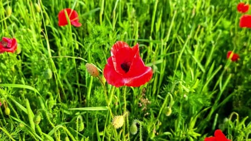 Pull Back Reveal Shot from a Single Red Poppy to a Whole Field of Flowers
