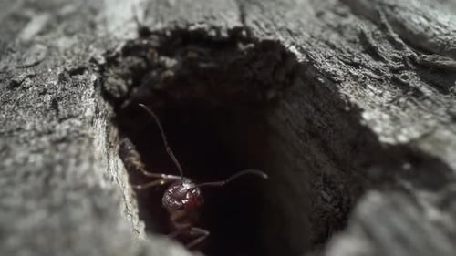 Une fourmi sort du trou dans l'arbre