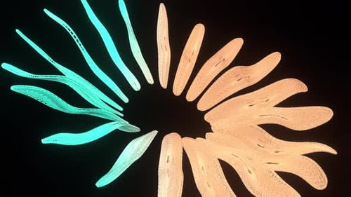 Animación de flores ondulantes de estructura alámbrica