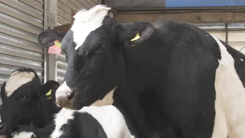 Highly Productive Holstein Cows
