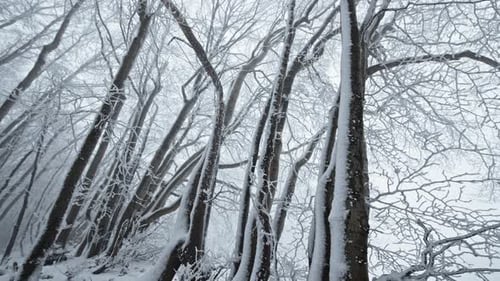Serene Winter Forest Scene with Snow-Laden Trees and Tranquil Atmosphere