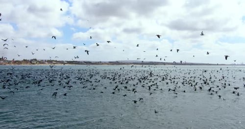 Tagsüber fliegen große Vogelschwärme über Meer und Strand mit einigen Wolken am Himmel von rechts nach links