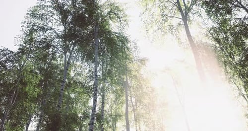 Sunlight Filters Through Tall Trees in a Serene Forest Setting