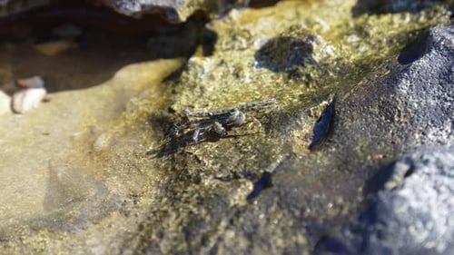 Small crab eating minerals in a shallow rock pool. Sea and marine life