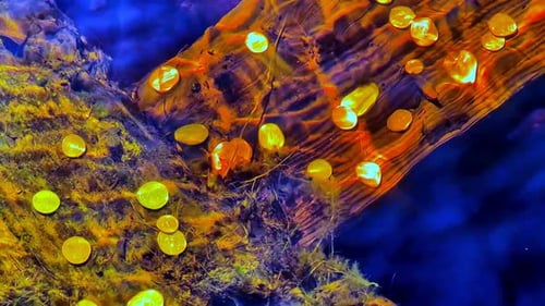 Des pièces dans un puits à vœux sous une eau claire et scintillante