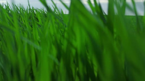 Aerial View Green Grass Blowing Swaying in Wind at Agronomy Field Meadow