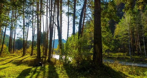 Mountain Evergreen Pine Tree Forest Timelapse at the Summer or Autumn Time Wild Nature Clear Water