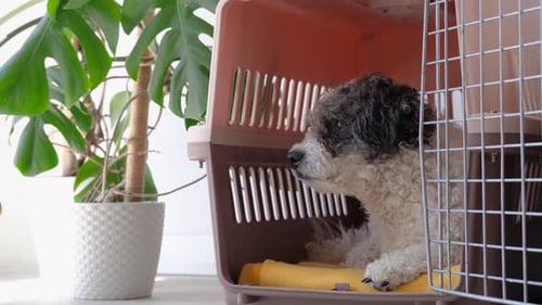 Relaxing Dog in Pet Carrier at Home