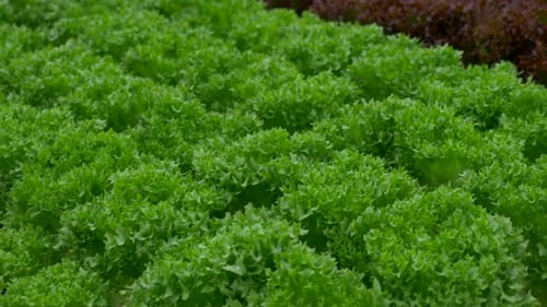 Green leafy Kale plants in an Hydroponic growing setting