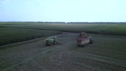Récolte d'ensilage de maïs avec une récolteuse de fourrage au champ