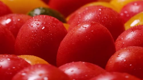 Close Up of colorful Cherry Tomatoes with Water Droplets
