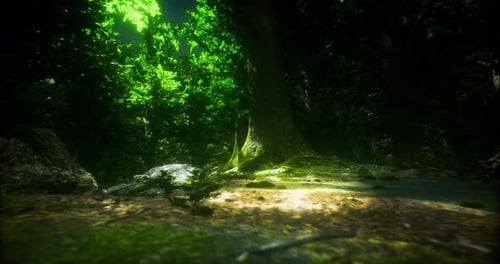 Tranquil Forest Scene with Sunlight Filtering Through Vibrant Leaves