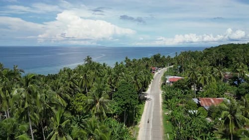 Cinematic Marvellous Shot of Tropical Coconut Palms Growing Along Road Which is Located Next to