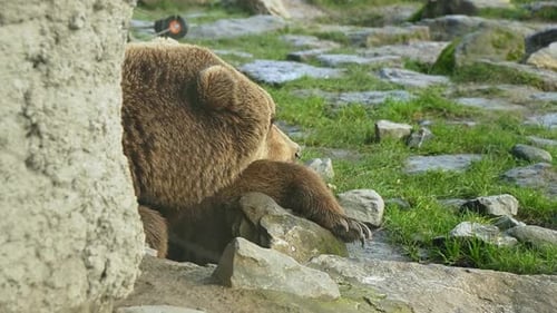 Resting grizzly bear head, sleeping in animal park behind the stone wall close up shot.