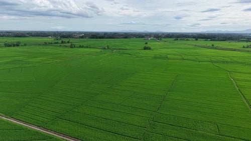 The view of the vast, green rice fields looks so natural and beautiful.
