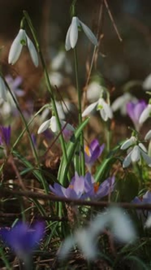 White Snowdrops and Purple Crocus Flowers in Spring