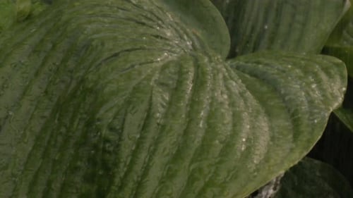 Water rains on giant leaf plant