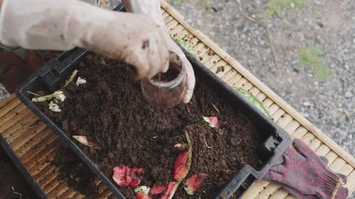 Un agricultor recoge lombrices de una bandeja de barro utilizada para el vermicompostaje