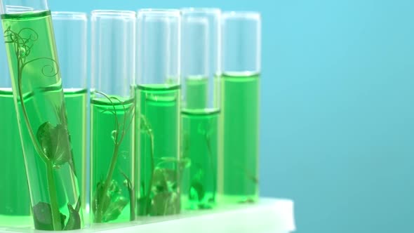 Biotechnology Lab Plant Sprout in a Test Tube Scientific Laboratory and ...