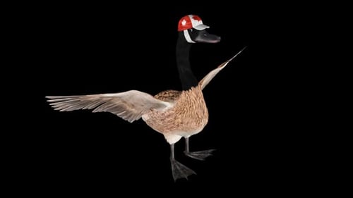 Canada Goose in National Cap - Standing Flapping Wings Loop - Front Angle Close Up - Alpha Channel