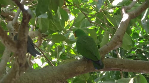 Adult Male Eclectus Parrots Perching On Tree Branch In Queensland. closeup