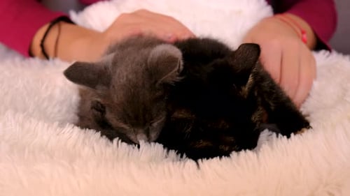 Child Pets Two Sleeping Kittens on Blanket
