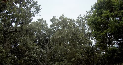 Trees Swaying in the Wind on Cloudy Day