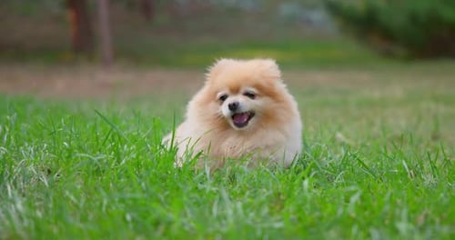 Happy Little Cute Fluffy Pedigree Pomeranian Dog Eating Fresh Grass While Walking Outdoor at Park