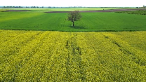 Aerial view of rapeseed fields in Aljmas, Osijek-Baranja, Croatia.
