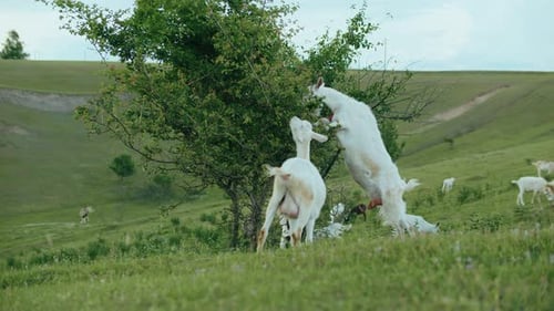 White Goats Eat Leaves From the Tree on Farm Hills Goats Grazing on the Green Field
