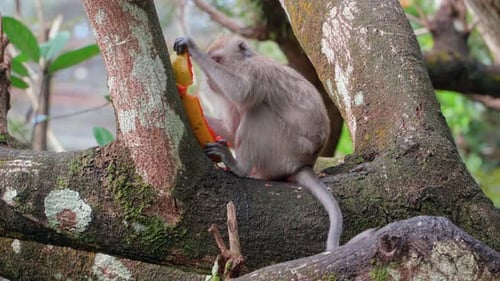 Monkey Eating Fruit While Sitting in Tree
