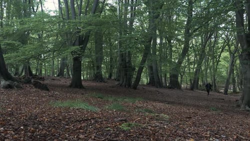 Verängstigter Mann läuft durch den Waldwald. Abgesperrt, Startschuss