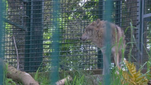 Grey Wolf (Canis lupus) stands in isolation in captivity at Dublin Zoo, Ireland