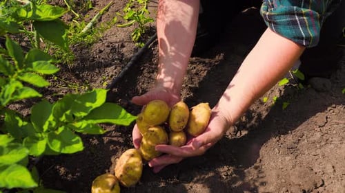 Adult Holding Freshly Harvested Potatoes in Hands