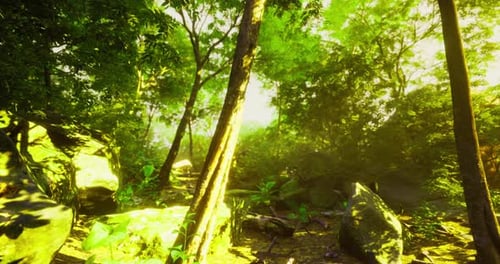 Lush Tropical Forest Illuminated By Sunlight Filtering Through Towering Trees